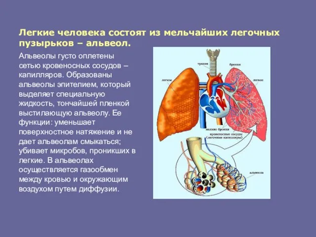 Легкие человека состоят из мельчайших легочных пузырьков – альвеол. Альвеолы густо оплетены