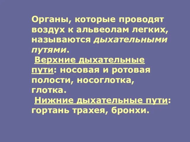 Органы, которые проводят воздух к альвеолам легких, называются дыхательными путями. Верхние дыхательные