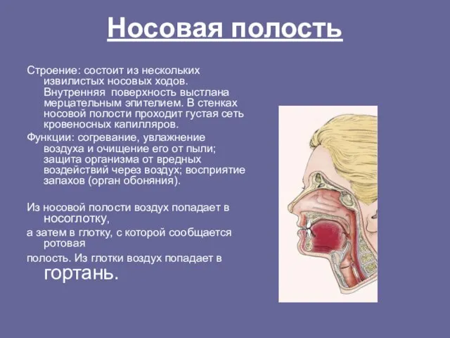 Носовая полость Строение: состоит из нескольких извилистых носовых ходов. Внутренняя поверхность выстлана