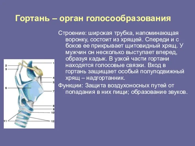 Гортань – орган голосообразования Строение: широкая трубка, напоминающая воронку, состоит из хрящей.