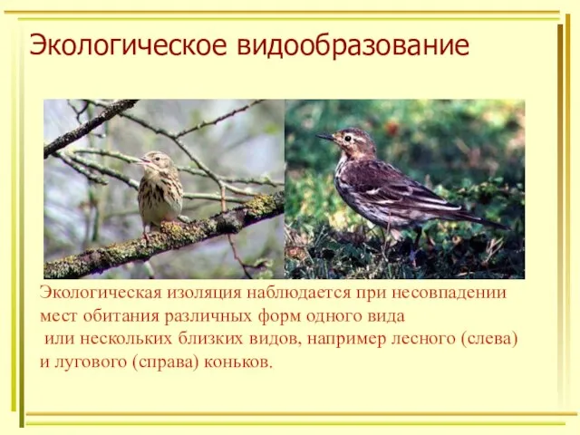 Экологическое видообразование Экологическая изоляция наблюдается при несовпадении мест обитания различных форм одного