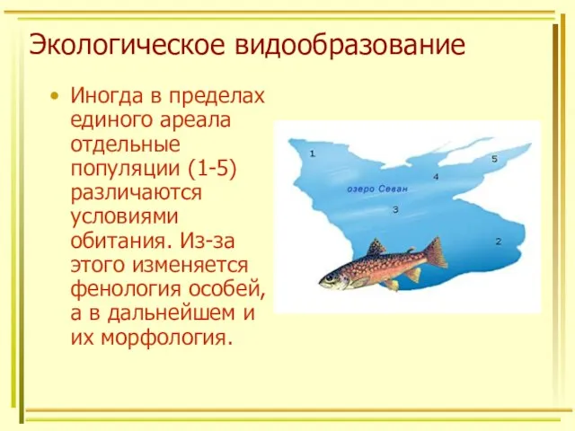 Экологическое видообразование Иногда в пределах единого ареала отдельные популяции (1-5) различаются условиями