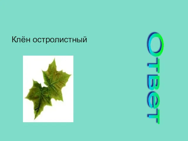 Клён остролистный Ответ