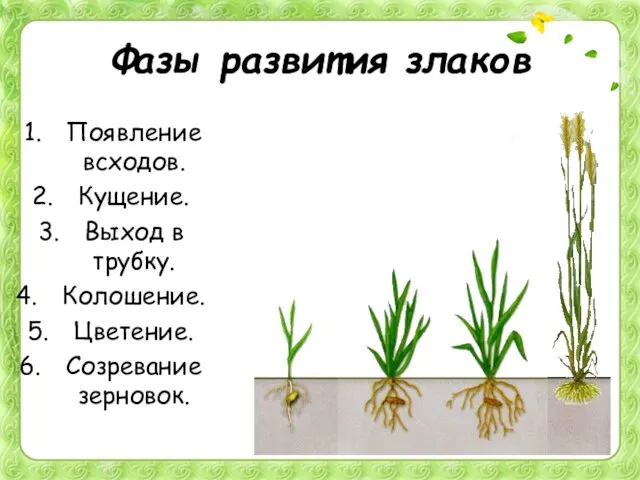 Фазы развития злаков Появление всходов. Кущение. Выход в трубку. Колошение. Цветение. Созревание зерновок.