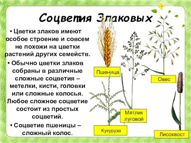 Соцветия Злаковых Цветки злаков имеют особое строение и совсем не похожи на