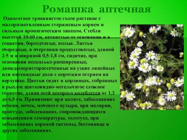 Ромашка аптечная Однолетнее травянистое голое растение с малоразветвленным стержневым корнем и сильным