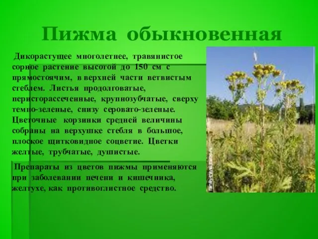 Пижма обыкновенная Дикорастущее многолетнее, травянистое сорное растение высотой до 150 см с