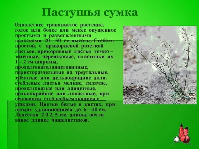 Пастушья сумка Однолетнее травянистое растение, голое или более или менее опущенное простыми