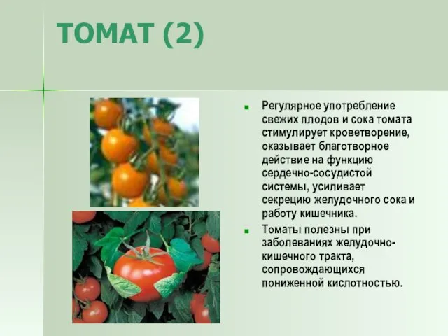 ТОМАТ (2) Регулярное употребление свежих плодов и сока томата стимулирует кроветворение, оказывает