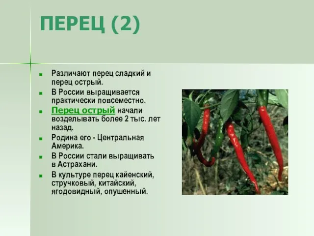 ПЕРЕЦ (2) Различают перец сладкий и перец острый. В России выращивается практически