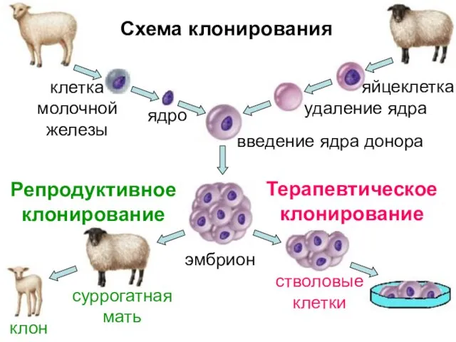 ядро эмбрион суррогатная мать клон стволовые клетки Репродуктивное клонирование Терапевтическое клонирование Схема