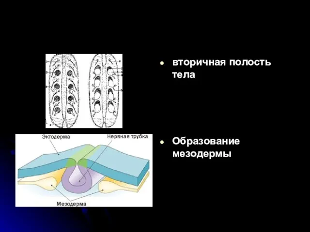 вторичная полость тела Образование мезодермы