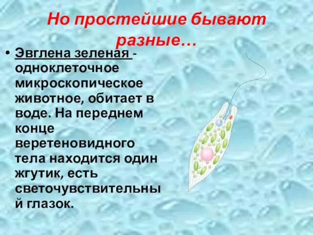 Но простейшие бывают разные… Эвглена зеленая - одноклеточное микроскопическое животное, обитает в