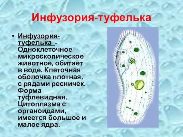 Инфузория-туфелька Инфузория-туфелька - Одноклеточное микроскопическое животное, обитает в воде. Клеточная оболочка плотная,