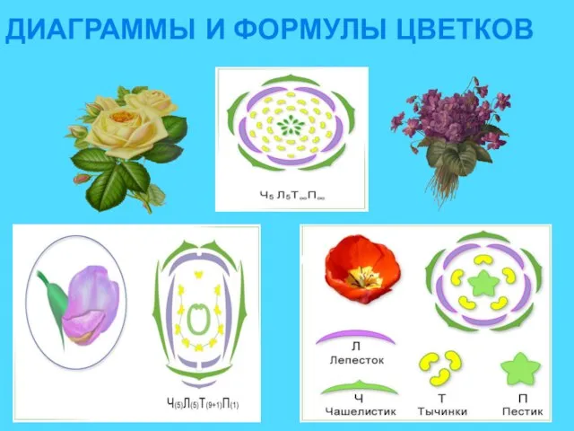 ДИАГРАММЫ И ФОРМУЛЫ ЦВЕТКОВ