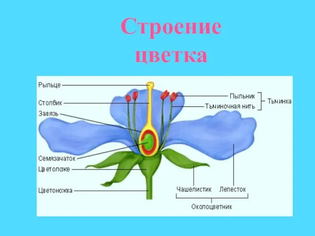 Строение цветка