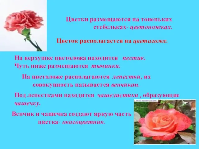 Цветки размещаются на тоненьких стебельках- цветоножках. Цветок располагается на цветоложе. На верхушке