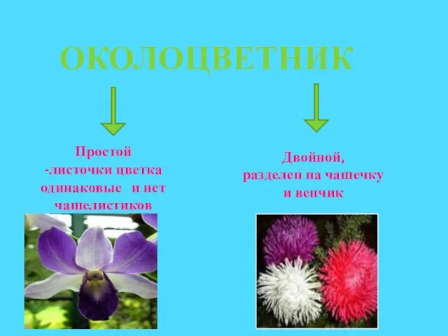 ОКОЛОЦВЕТНИК Простой -листочки цветка одинаковые и нет чашелистиков Двойной, разделен на чашечку и венчик