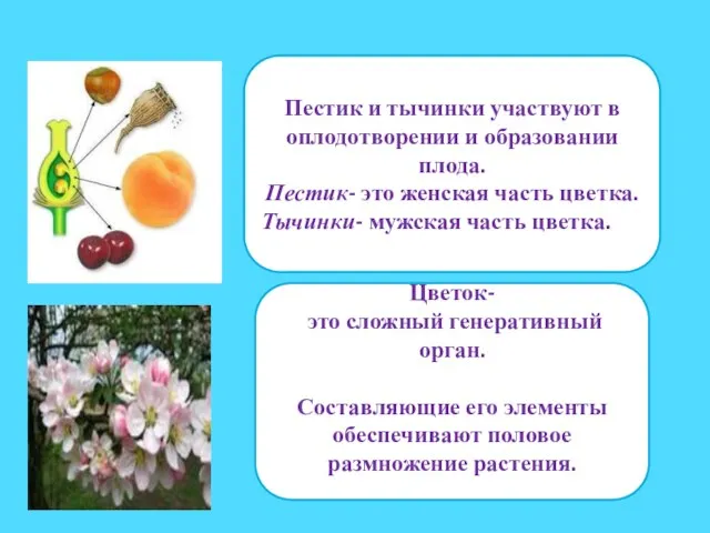 Пестик и тычинки участвуют в оплодотворении и образовании плода. Пестик- это женская