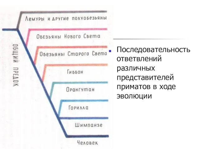 Последовательность ответвлений различных представителей приматов в ходе эволюции