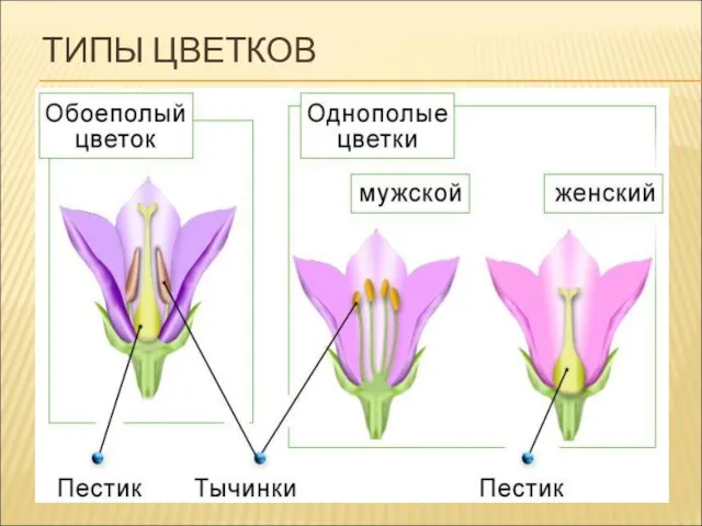 ТИПЫ ЦВЕТКОВ