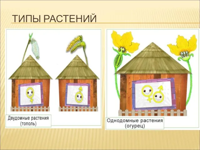 ТИПЫ РАСТЕНИЙ