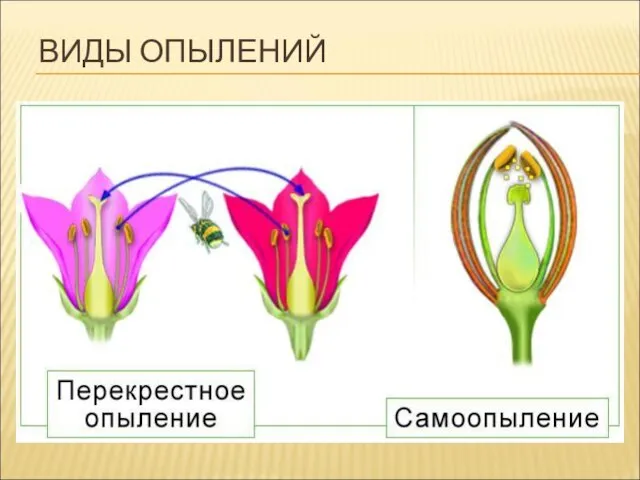 ВИДЫ ОПЫЛЕНИЙ