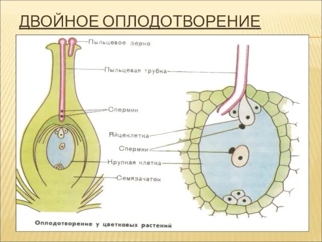 ДВОЙНОЕ ОПЛОДОТВОРЕНИЕ