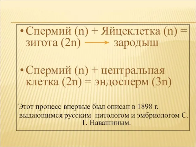 Спермий (n) + Яйцеклетка (n) = зигота (2n) зародыш Спермий (n) +