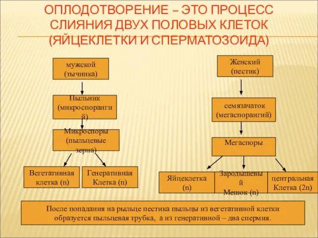 ОПЛОДОТВОРЕНИЕ – ЭТО ПРОЦЕСС СЛИЯНИЯ ДВУХ ПОЛОВЫХ КЛЕТОК (ЯЙЦЕКЛЕТКИ И СПЕРМАТОЗОИДА) мужской