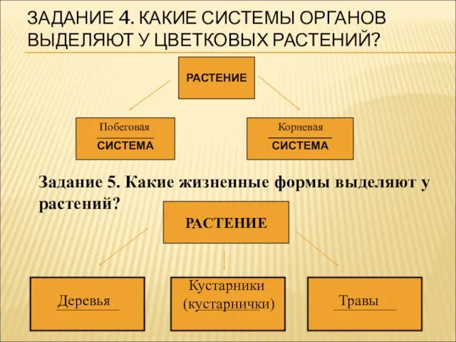 ЗАДАНИЕ 4. КАКИЕ СИСТЕМЫ ОРГАНОВ ВЫДЕЛЯЮТ У ЦВЕТКОВЫХ РАСТЕНИЙ? Задание 5. Какие