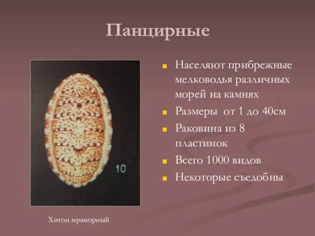 Панцирные Населяют прибрежные мелководья различных морей на камнях Размеры от 1 до