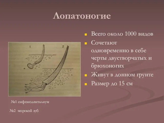 Лопатоногие Всего около 1000 видов Сочетают одновременно в себе черты двустворчатых и