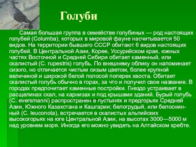 Голуби Самая большая группа в семействе голубиных — род настоящих голубей (Columba),