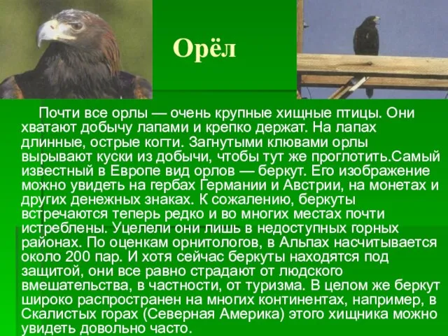 Орёл Почти все орлы — очень крупные хищные птицы. Они хватают добычу