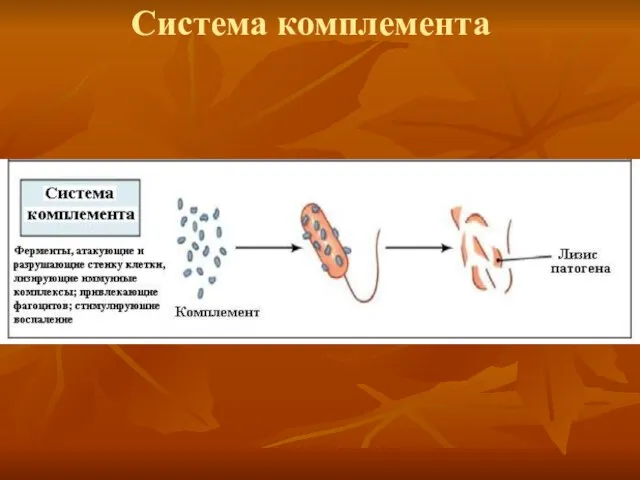 Система комплемента