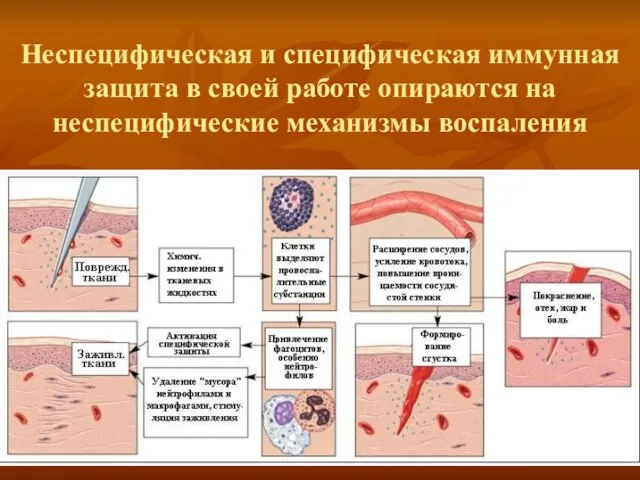 Неспецифическая и специфическая иммунная защита в своей работе опираются на неспецифические механизмы воспаления