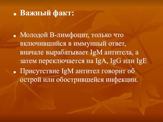 Важный факт: Молодой В-лимфоцит, только что включившийся в иммунный ответ, вначале вырабатывает