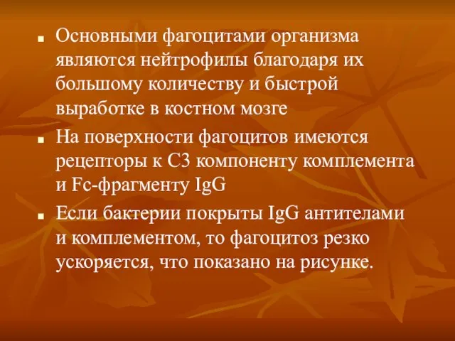 Основными фагоцитами организма являются нейтрофилы благодаря их большому количеству и быстрой выработке