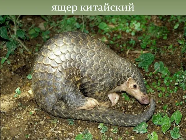 ящер китайский