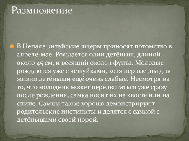 В Непале китайские ящеры приносят потомство в апреле-мае. Рождается один детёныш, длиной