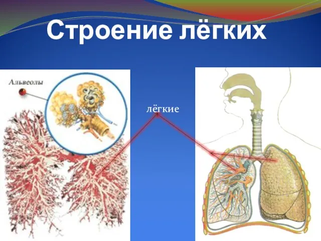 Строение лёгких лёгкие