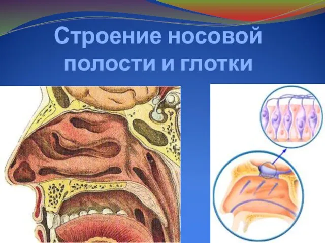 Строение носовой полости и глотки