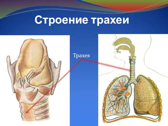 Строение трахеи трп Трахея