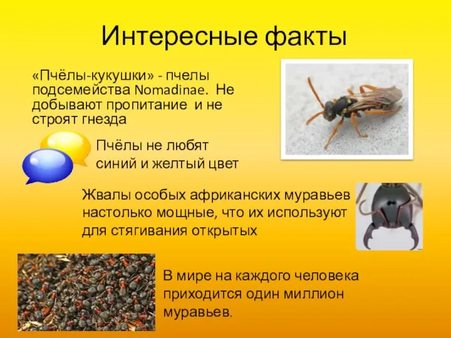 Интересные факты «Пчёлы-кукушки» - пчелы подсемейства Nomadinae. Не добывают пропитание и не