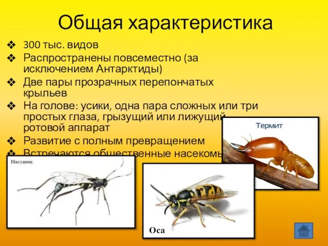 Общая характеристика 300 тыс. видов Распространены повсеместно (за исключением Антарктиды) Две пары