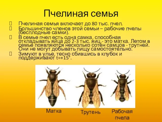 Пчелиная семья Пчелиная семья включает до 80 тыс. пчел. Большинство членов этой
