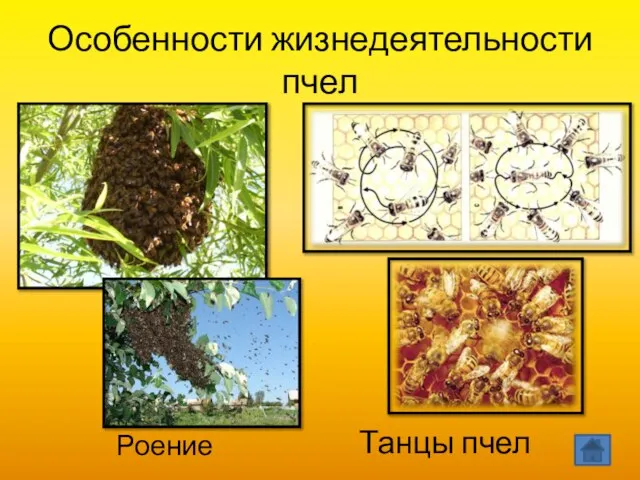 Особенности жизнедеятельности пчел Танцы пчел Роение