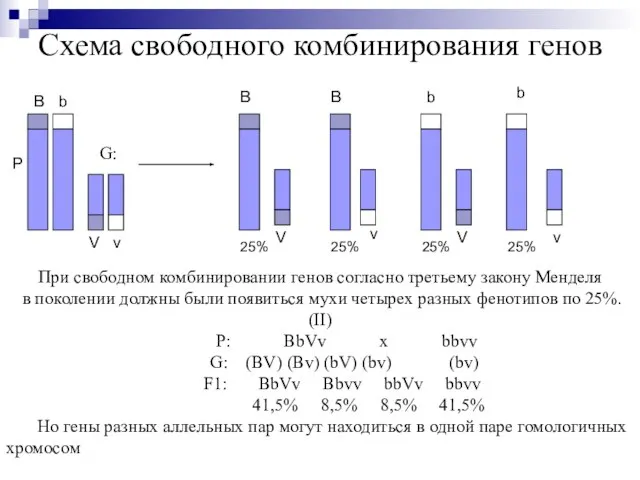 Схема свободного комбинирования генов Р B b V v B B b