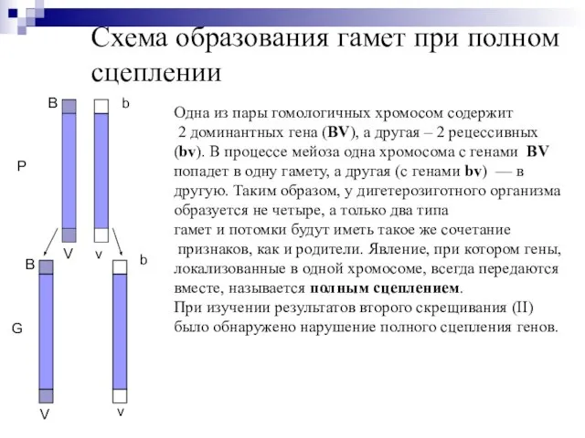 Схема образования гамет при полном сцеплении P G V b B v